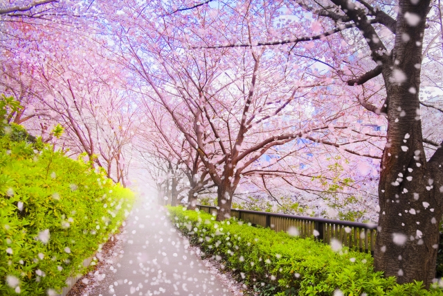 桜並木
